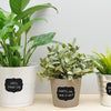 CURLY CHALKBOARD LABELS